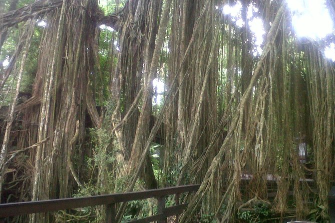 Monkey Forest, Ubud, Waterfall and Rice Terrace - Sacred Monkey Forest, Ubud