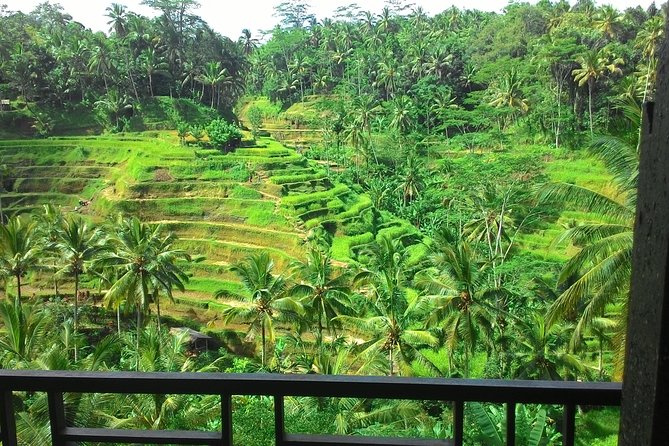 Monkey Forest, Ubud, Waterfall and Rice Terrace - Pickup from Bali hotels and the port