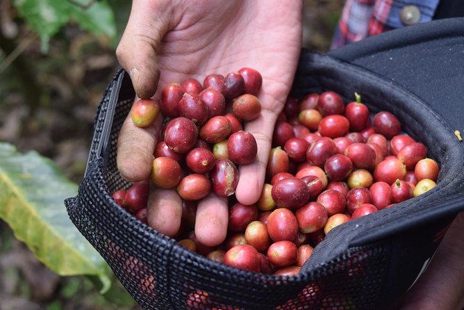 Mount Batur Sunrise Trekking Open Trip All-Inclusive - The coffee plantation is a relaxed final stop