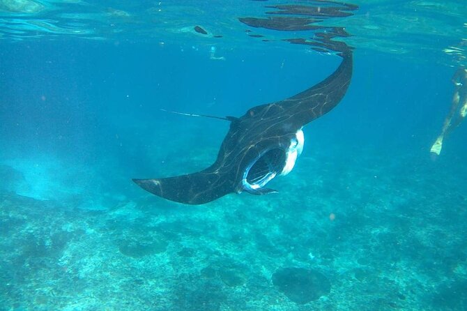 No:#1. Penida Island Tour And Snorkeling With Manta - The underwater photographer and included photos