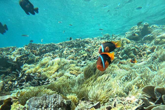 No:#1. Penida Island Tour And Snorkeling With Manta - The main weakness: communication and tight timing