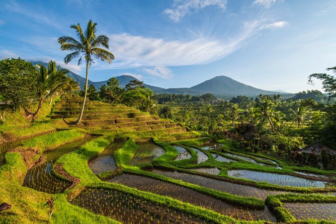 Northern Bali Tour - Private Full Day Tour - All Inclusive - Coffee, countryside, and the road to Bedugul