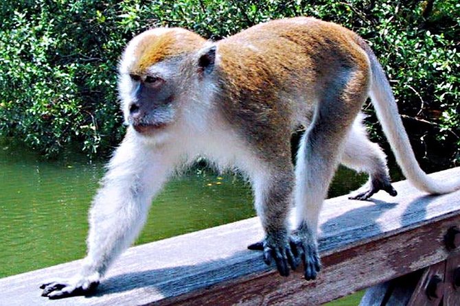 Northern Bintan Full Day Tour - Returning to the ferry terminal or your hotel