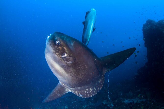 Nusa Penida 3 Fun Dives Boat Trip (For Certified Divers) - Why Nusa Penida suits a three-tank day