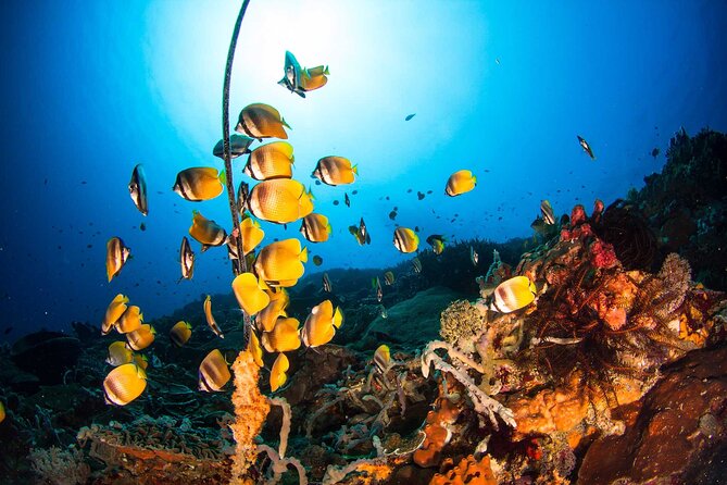 Nusa Penida 3 Fun Dives Boat Trip (For Certified Divers) - Shore lunch and the third session