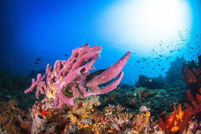 Nusa Penida 3 Fun Dives Boat Trip (For Certified Divers) - What you might see beneath the surface