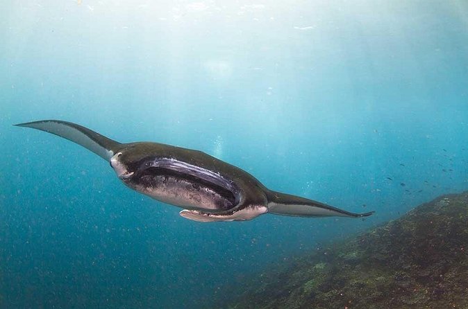 Nusa Penida 3 Fun Dives Boat Trip (For Certified Divers) - The crew, instruction, and personal attention