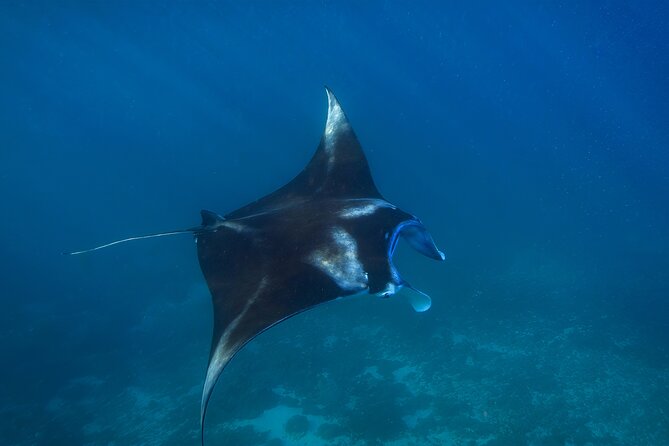 Nusa Penida day trip: boat, 4 snorkeling, Manta rays & Land tour - Wall Bay and Manta Point