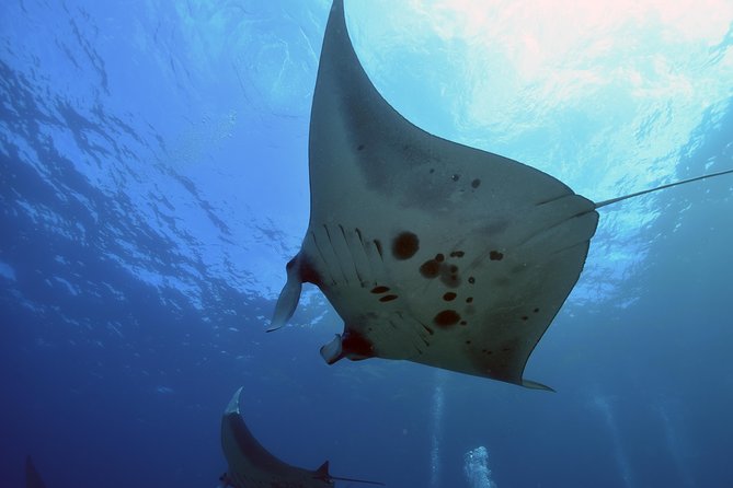 Nusa Penida Day Trip for 3 dives - Why Nusa Penida makes a memorable underwater day