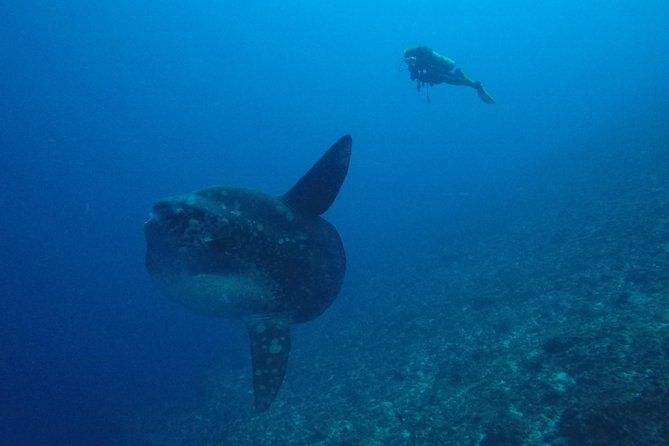 Nusa Penida Day Trip for 3 dives - What you might see below the surface