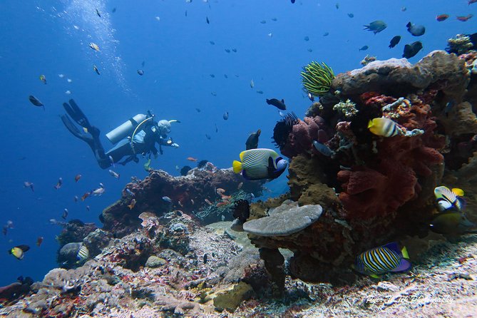 Nusa Penida Day Trip for 3 dives - Lunch, surface breaks, and the pace of the day