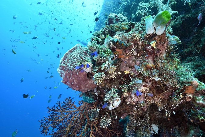 Nusa Penida Day Trip for 3 dives - Group size, safety, and guide support