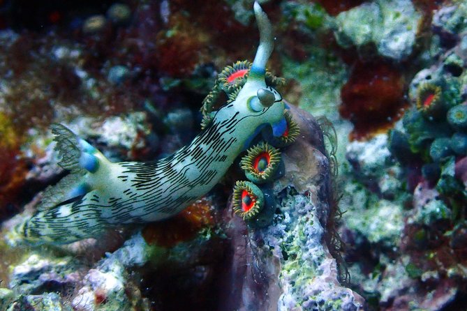 Nusa Penida Day Trip for 3 dives - Is $190 a fair price?
