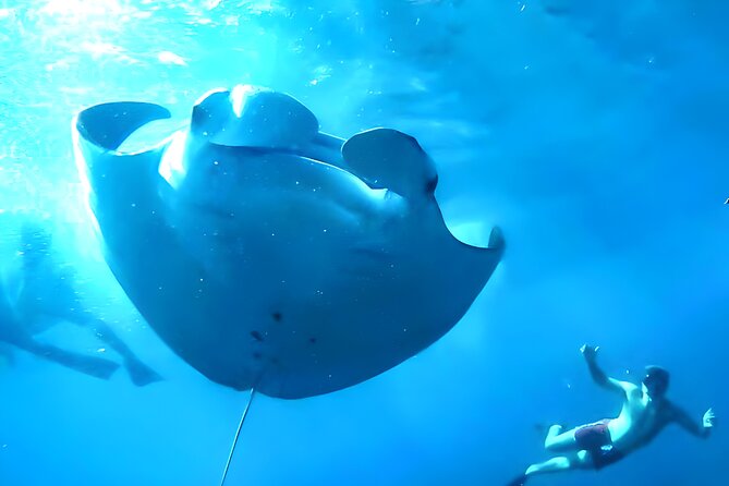 Nusa Penida Island Beach Tour With Snorkeling - Departure From Bali Island - Manta Bay offers the day’s biggest possibility