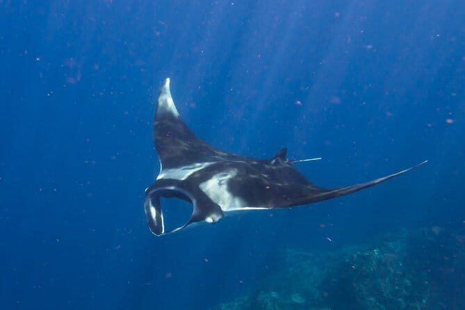 Nusa Penida : Snorkeling Trip Manta Point, Gamat Bay and Wall Bay - Who will get the most from this trip