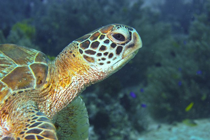 Nusa Penida Three Dives Trip for Certified Divers - Equipment, certification, and what you need to bring