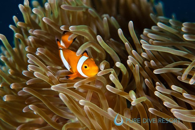 Nusa Penida Three Dives Trip for Certified Divers - Small groups and a calmer pace underwater