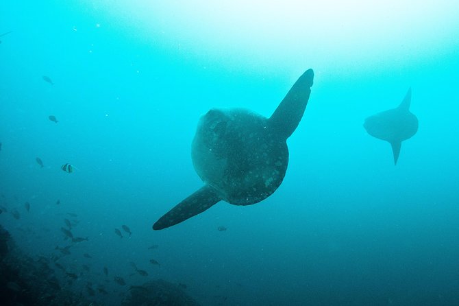 Nusa Penida Two Dives Trip for Certified Divers - What the Nusa Penida morning looks like