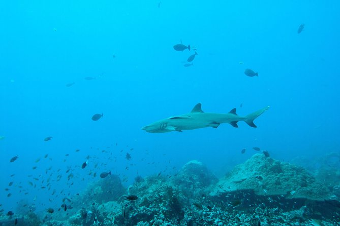 Nusa Penida Two Dives Trip for Certified Divers - East Penida and the coral reefs