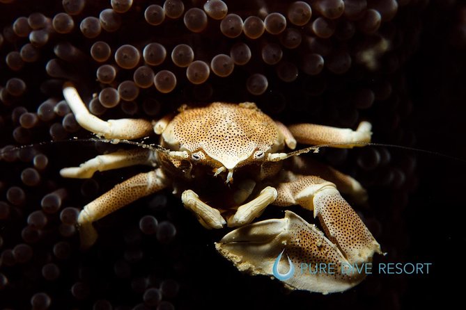 Nusa Penida Two Dives Trip for Certified Divers - What is included in the $132 price
