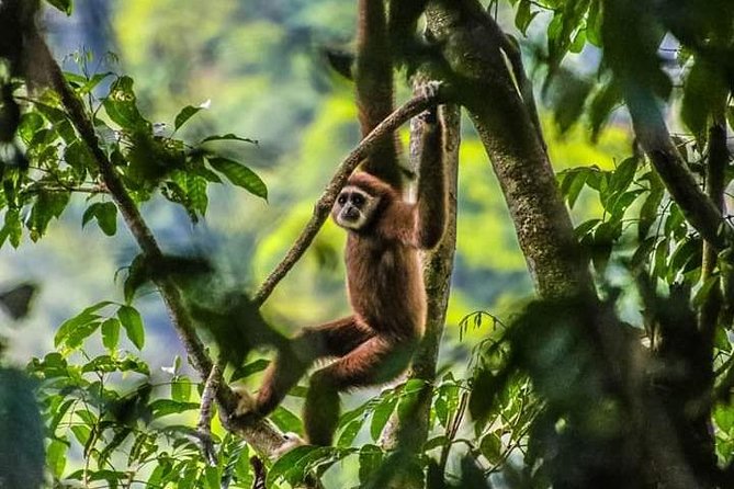 ONE DAY JUNGLE TREKKING 6-7 hours (see orang utan) + RAFTING in BUKIT LAWANG - A 6:30 am? No, an 8:30 am start in Bukit Lawang
