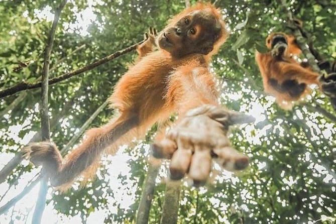 ONE DAY JUNGLE TREKKING 6-7 hours (see orang utan) + RAFTING in BUKIT LAWANG - Looking up for orangutans and gibbons