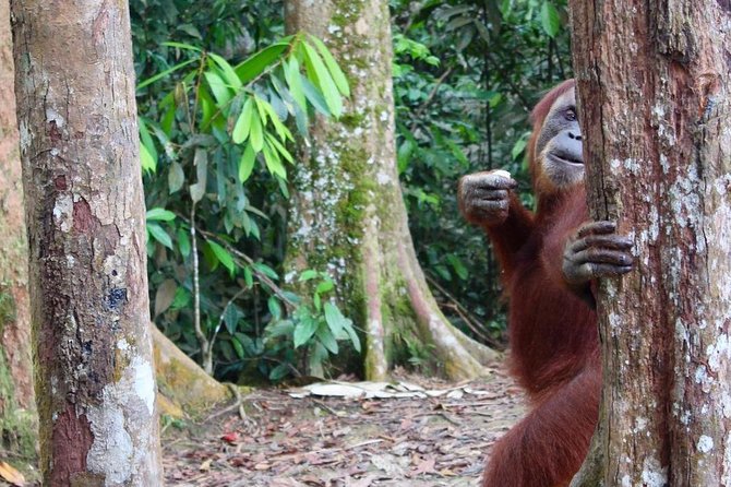 ONE DAY JUNGLE TREKKING 6-7 hours (see orang utan) + RAFTING in BUKIT LAWANG - What the $90.70 price covers