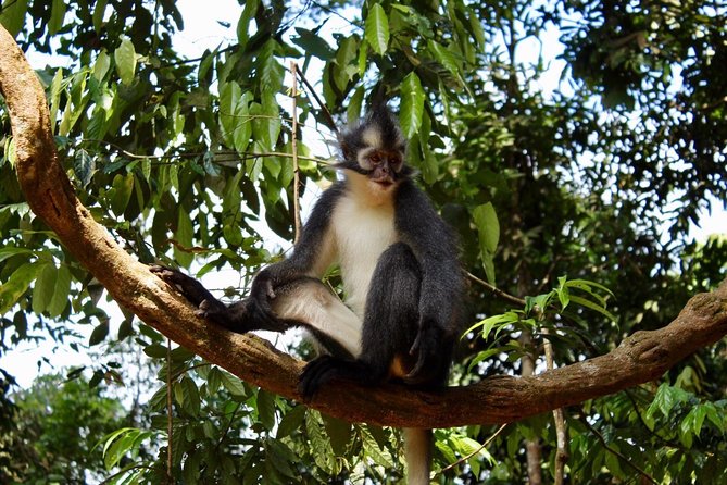 ONE DAY JUNGLE TREKKING 6-7 hours (see orang utan) + RAFTING in BUKIT LAWANG - Weather, cancellation, and planning details