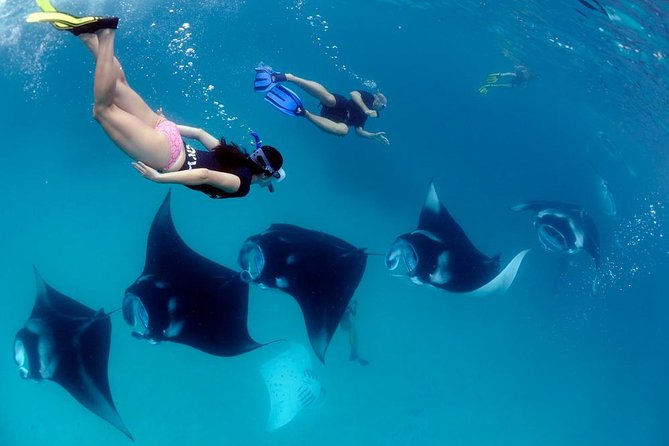 One Day Snorkeling Trip & West Tour Nusa Penida by Penidago - A big Nusa Penida day for a small price