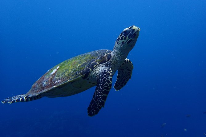 Open Water Course in Nusa Lembongan - Get Certified on remote island (next Bali) - Jungut Batu Beach and the island base