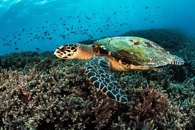 Open Water Course in Nusa Lembongan - Get Certified on remote island (next Bali) - Crystal Bay and the Nusa Penida coast