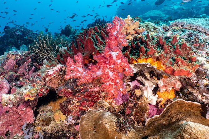 Open Water Course in Pemuteran - Get Certified in Bali - What the $379.18 price really covers