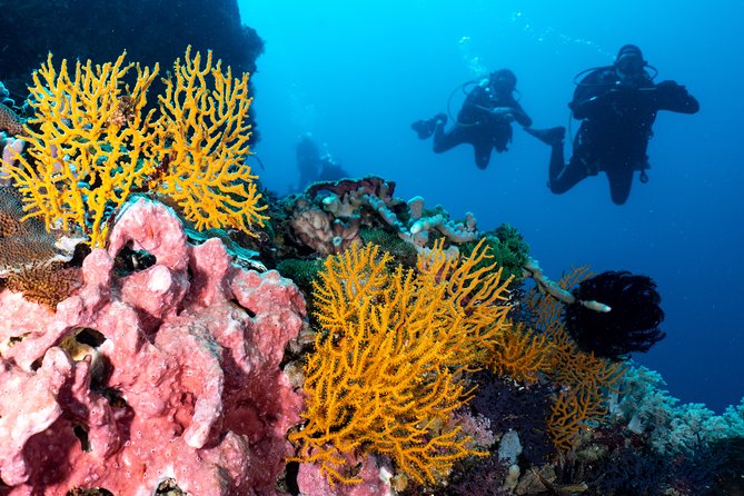 Open Water Course in Pemuteran - Get Certified in Bali - Who will enjoy this course most