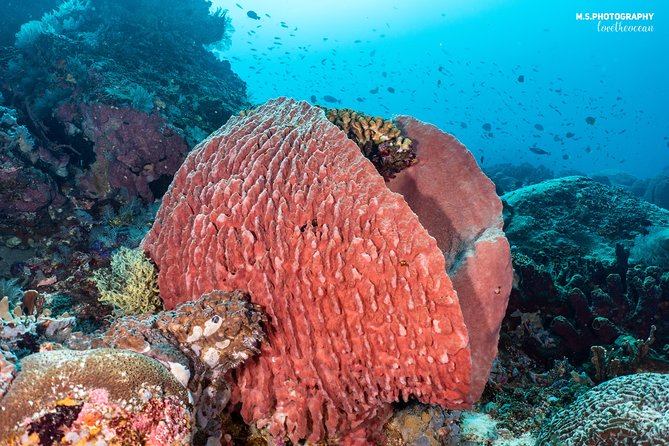 Open Water Course in Pemuteran - Get Certified in Bali - Useful planning details in Pemuteran