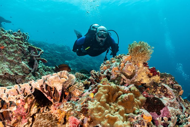 Open Water Course in Pemuteran - Get Certified in Bali - Day three: Menjangan Island and four ocean sessions