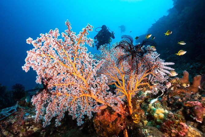 Open Water Course in Tulamben - Get Certified in Bali - Who will get the most from this SSI course?