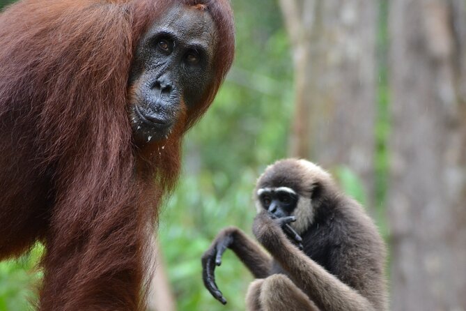 Orangutan Houseboat Kelotok Tanjung Puting 3 Days Share Cost - Why the kelotok journey matters