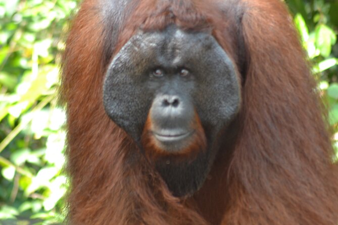 Orangutan Houseboat Kelotok Tanjung Puting 3 Days Share Cost - Day 1: Leaving Kumai for Tanjung Harapan