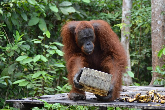 Orangutan Houseboat Kelotok Tanjung Puting 3 Days Share Cost - Day 3: Returning to Kumai and meeting Dayak culture