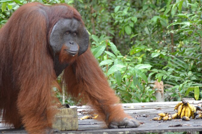 Orangutan Houseboat Kelotok Tanjung Puting 3 Days Share Cost - Camp Leakey, the longest and most important stop