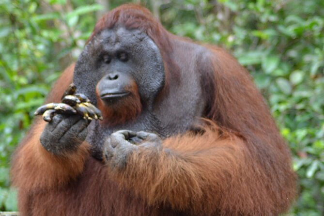 Orangutan Safari Kelotok Houseboat 3 Days 2 Nights Private - Key points at a glance