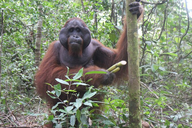 Orangutan Safari Kelotok Houseboat 3 Days 2 Nights Private - Why a private klotok changes the trip