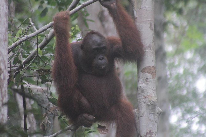 Orangutan Safari Kelotok Houseboat 3 Days 2 Nights Private - Jungle walks and the optional night trek