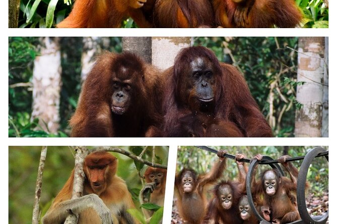 Orangutan Tour Tanjung Puting 2Nights - Why the klotok is the right way to see Tanjung Puting