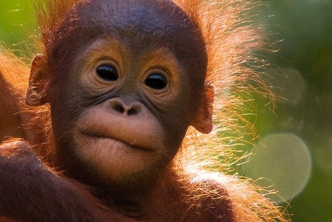 Orangutan Tour Tanjung Puting 2Nights - Tanjung Harapan and the changing forest view