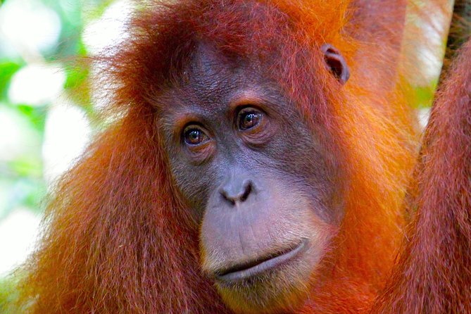ORANGUTAN TREK (2D/1N) by EcoTravel Bukit Lawang - A riverside camp with a few useful comforts