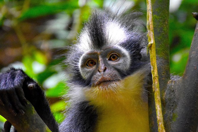 ORANGUTAN TREK (2D/1N) by EcoTravel Bukit Lawang - Waterfall morning and the Bohorok River return