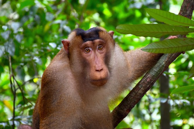 ORANGUTAN TREK (2D/1N) by EcoTravel Bukit Lawang - What the $180 price really covers