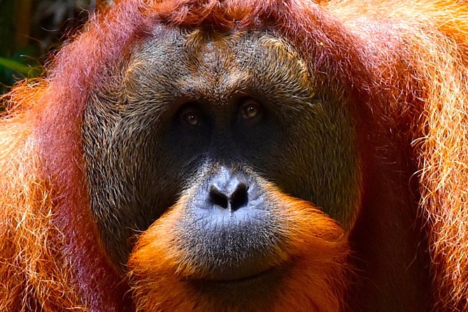 ORANGUTAN TREK (2D/1N) by EcoTravel Bukit Lawang - How EcoTravel handles the wildlife question