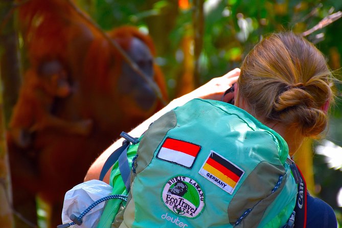 ORANGUTAN TREK (2D/1N) by EcoTravel Bukit Lawang - The morning hike and search for orangutans